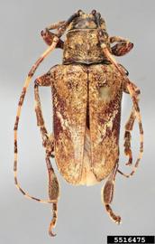  Tulcus pallidus , holotype specimen; © E.H. Nearns